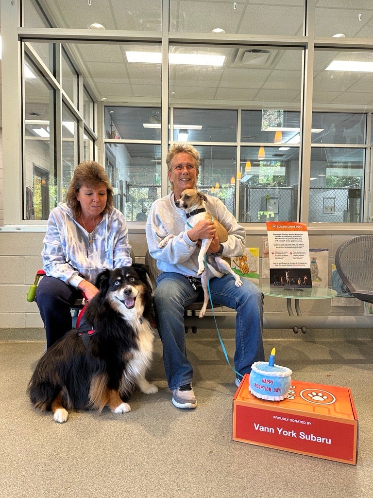 Pets at the dealership